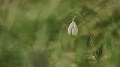 Snowdrop in the grass Stock Footage 47327798