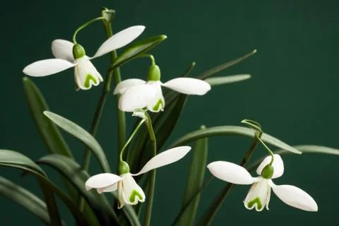 Snowdrop on green background Stock Photos