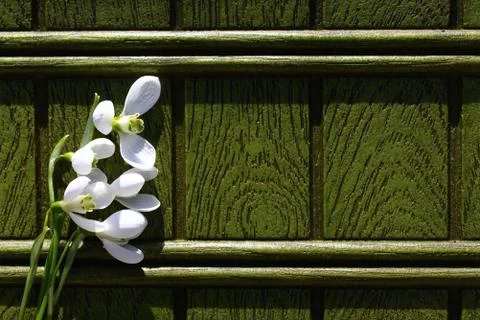 Snowdrop on a green background Foto stock