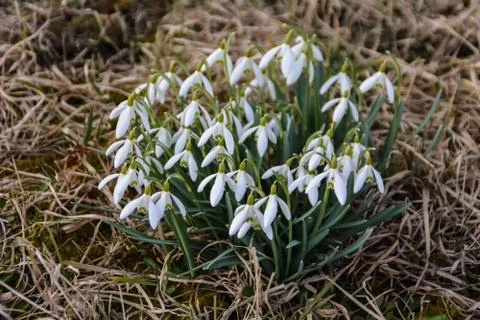 Snowdrop group on the meadow Stock Photos
