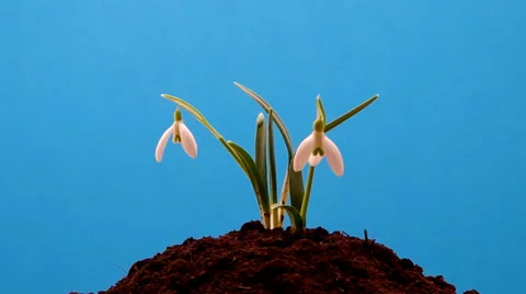 Snowdrop grown in soil Stock Footage 35582613