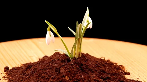 Snowdrop grown in soil Stock Footage 35582626