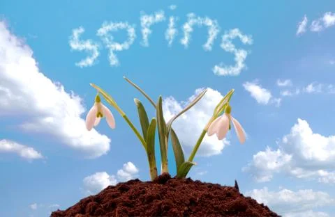 Snowdrop grown in soil Stock Illustration