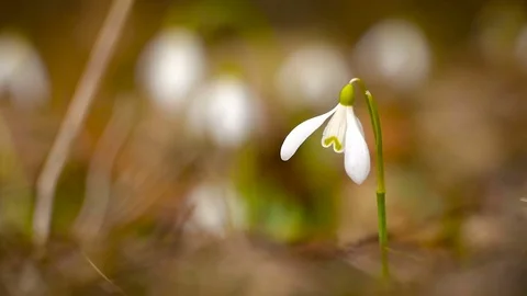 Snowdrop grows in grass Stock Footage 73812614