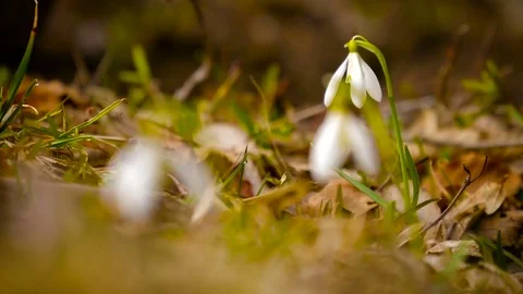 Snowdrop grows in grass Stock Footage 73812644