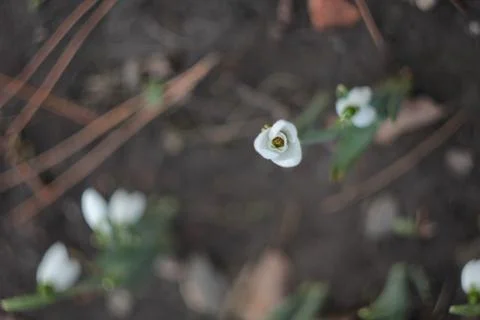 Snowdrop-the herald of the spring Foto stock