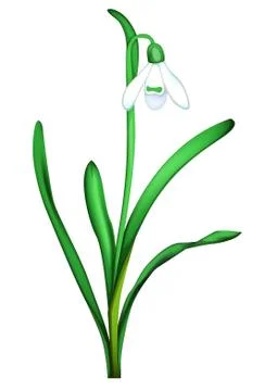 Snowdrop Stock Illustration