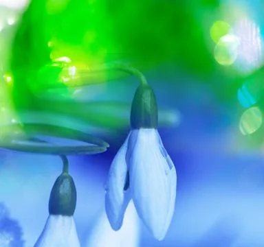 Snowdrop Stock Illustration