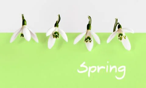 Snowdrop Stock Illustration