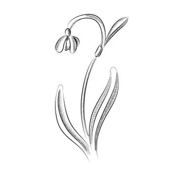 Snowdrop Stock Illustration
