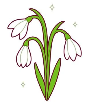 Snowdrop Stock Illustration