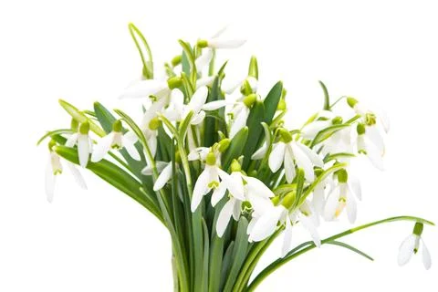 Snowdrop isolated Stock Photos