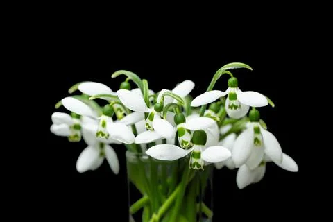 Snowdrop isolated Stock Photos
