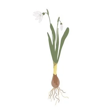 Snowdrop isolated on white background. First spring flower with roots and bulb Stock Illustration