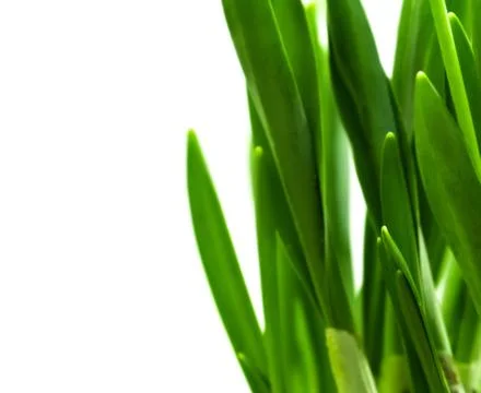Snowdrop leaves Stock Photos