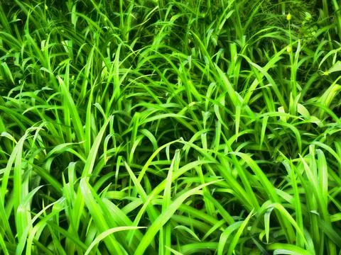 Snowdrop leaves Stock Photos