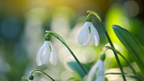 Snowdrop macro Video stock 84023846