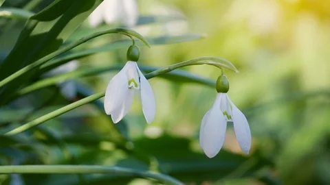 Snowdrop macro 動画素材 84023863
