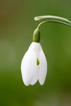 Snowdrop macro Stock Photos