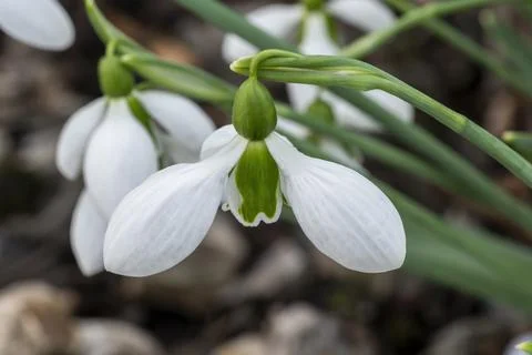 Snowdrop 'Merlin' 库存照片