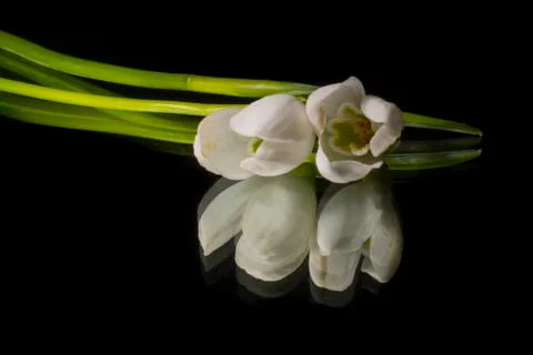 Snowdrop on mirror Stock Photos