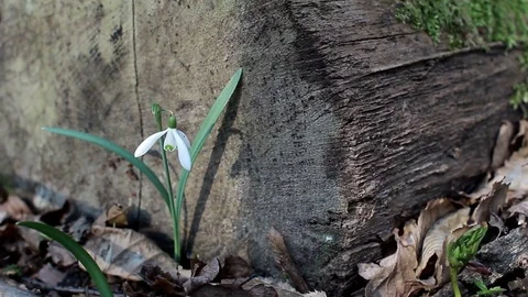 Snowdrop near the tree Stock Footage 74167900