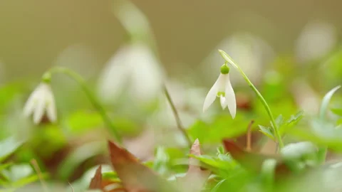 Snowdrop Or Common Snowdrop. Snowdrops After Snow Has Melted. Wild Plant Shot In Stock Footage 260290577