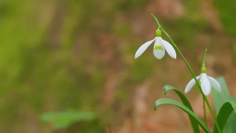Snowdrop Or Common Snowdrop. Snowdrops After Snow Has Melted. Wild Plant Shot In Stock Footage 260312321