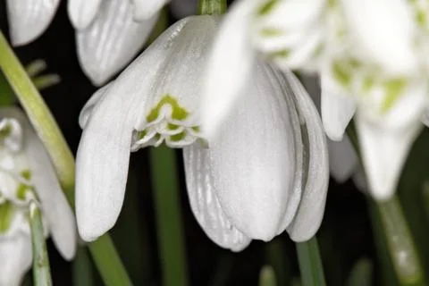 Snowdrop Stock Photos