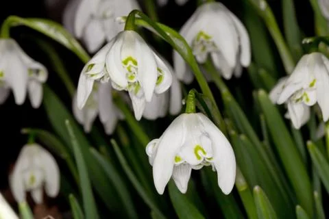 Snowdrop Stock Photos