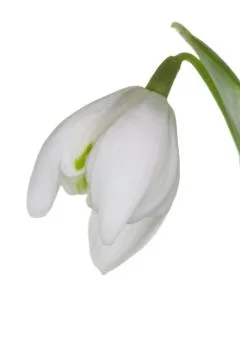 Snowdrop Stock Photos