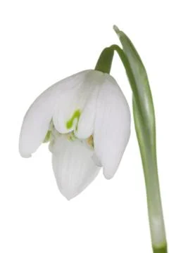 Snowdrop Stock Photos