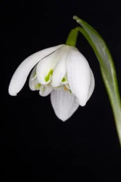 Snowdrop Stock Photos