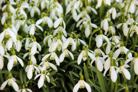 Snowdrop Stock Photos