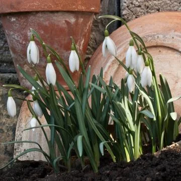 Snowdrop Stock Photos