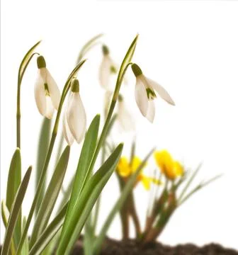 Snowdrop Stock Photos