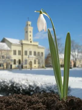 Snowdrop Stock Photos