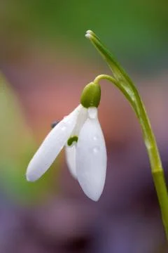 Snowdrop Stock-Fotos