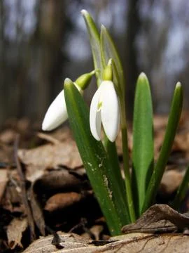 Snowdrop Stock Photos