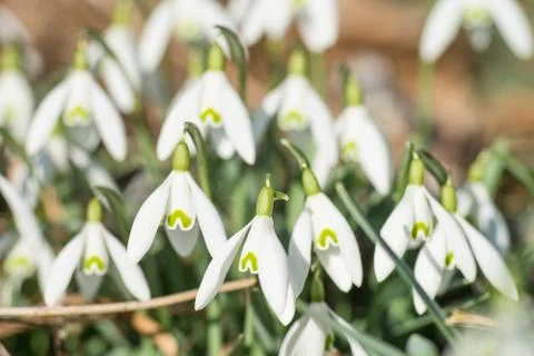 Snowdrop Stock Photos