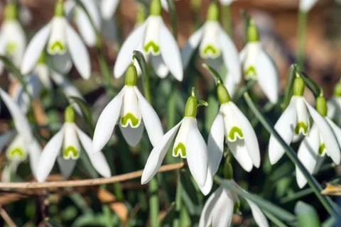 Snowdrop Stock Photos
