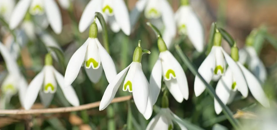 Snowdrop Stock Photos