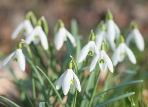 Snowdrop Foto stock