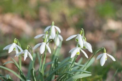 Snowdrop Stock Photos