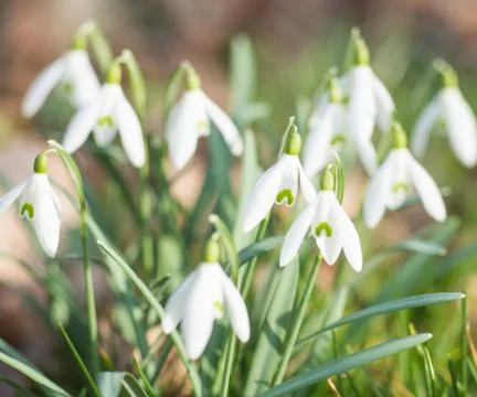 Snowdrop Stock Photos