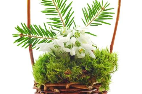 Snowdrop Stock Photos