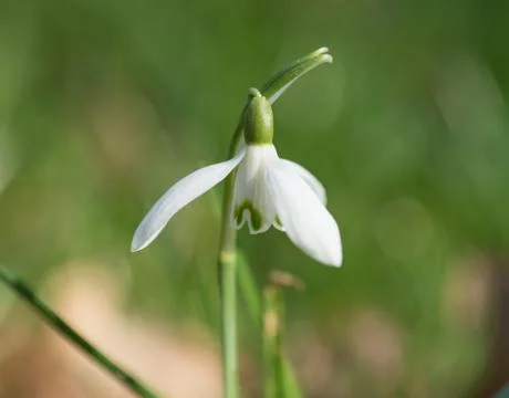 Snowdrop Stock Photos