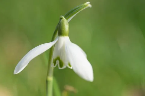Snowdrop Stock Photos