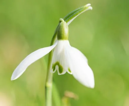 Snowdrop Stock Photos