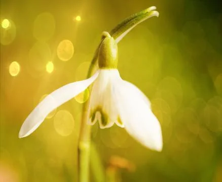 Snowdrop Foto stock